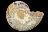 Sliced, Agatized Ammonite Fossil (Half) - Jurassic #100555-1